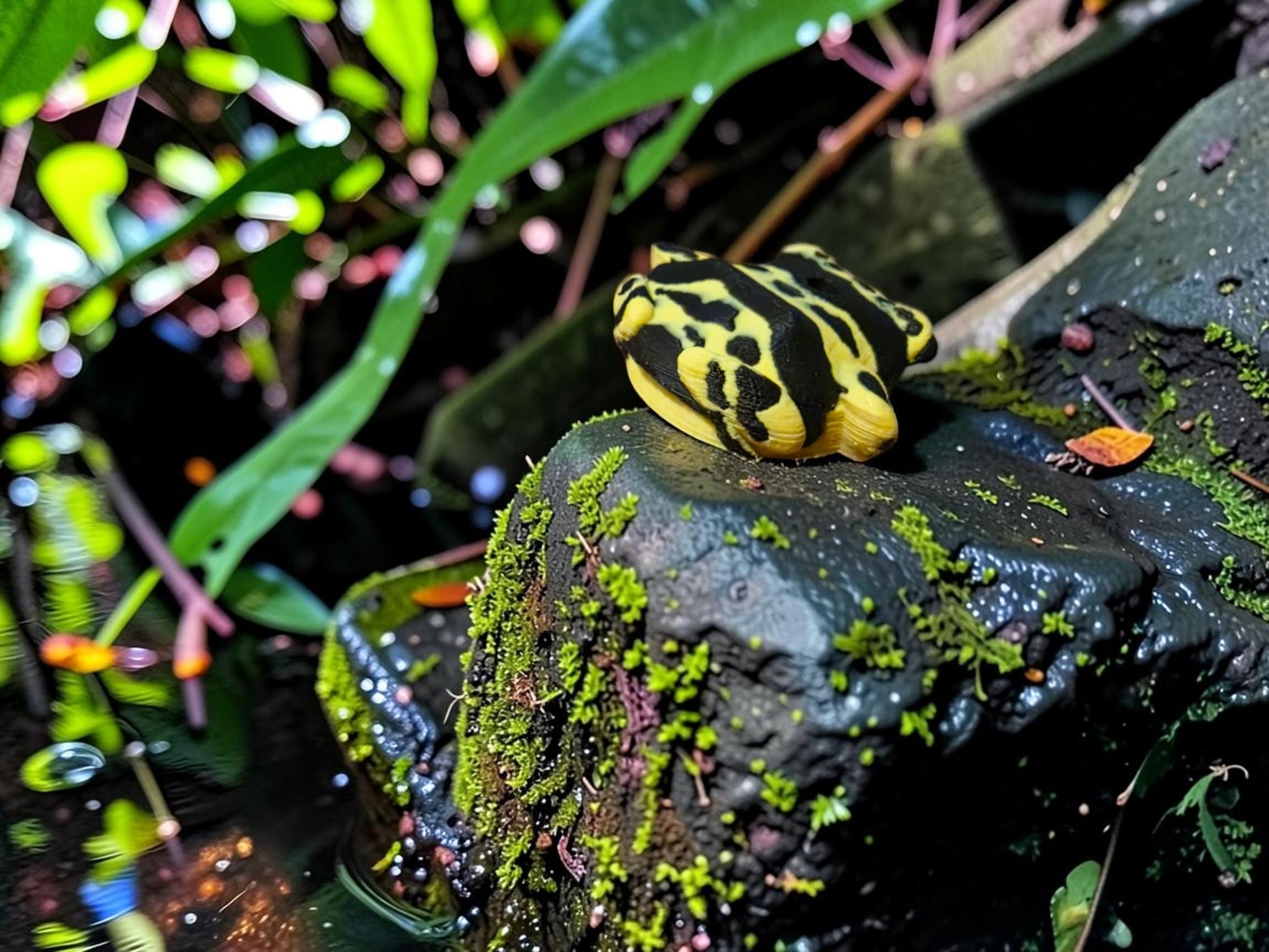 Poison Dart Frog Dexcom G7 Sensor Cover