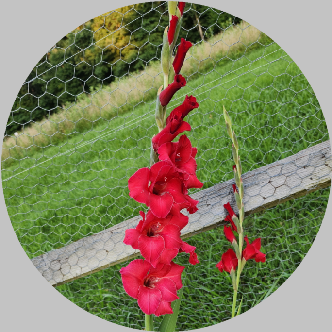 Amaryllis peel-and-stick