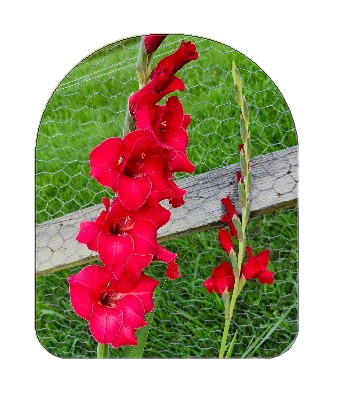 Amaryllis peel-and-stick