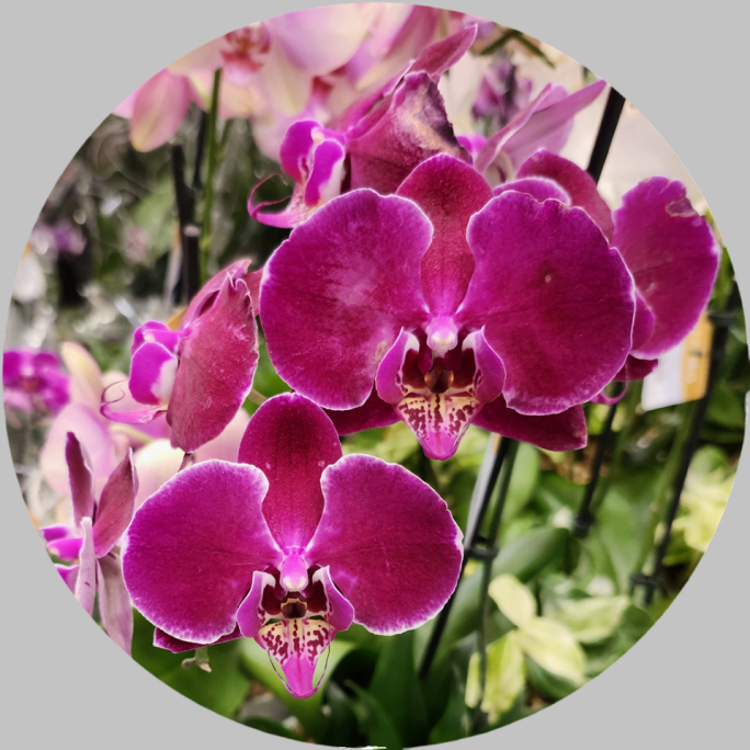 Orchid peel-and-stick