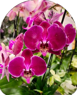 Orchid peel-and-stick
